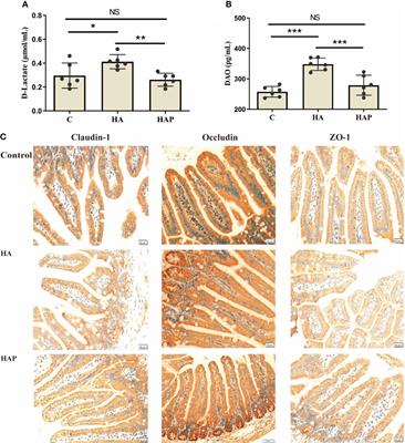 Lactobacillus johnsonii YH1136 plays a protective role against endogenous pathogenic bacteria induced intestinal dysfunction by reconstructing gut microbiota in mice exposed at high altitude